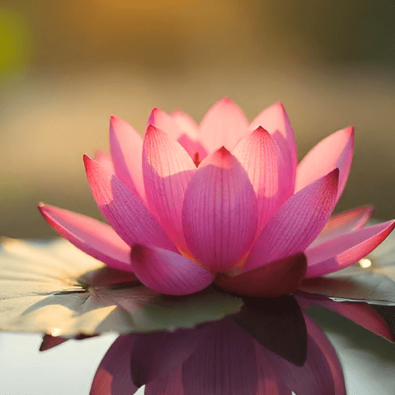 Fleur de lotus rose sur l’eau – symbole de douceur et d’harmonie pour l’accompagnement Future Maman