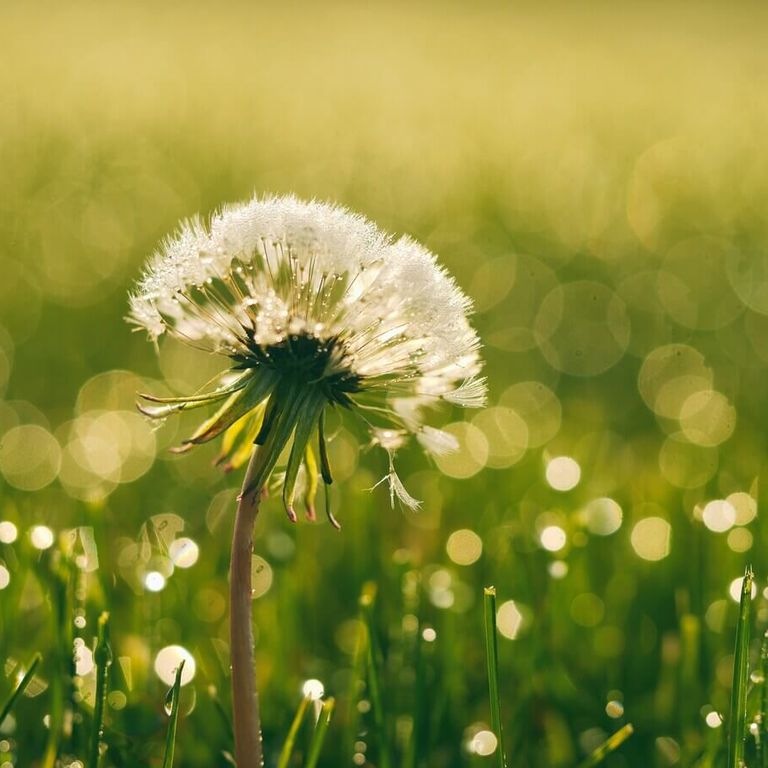 Pissenlit au vent évoquant la sérénité, réflexologie plantaire pour réduire le stress et favoriser un équilibre émotionnel à Vence